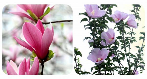 100種常見植物圖鑑,出門識花不再難,適合給小孩子做科普範文 100種常見植物圖鑑,出門識花不再難,適合給小孩子做科普範文