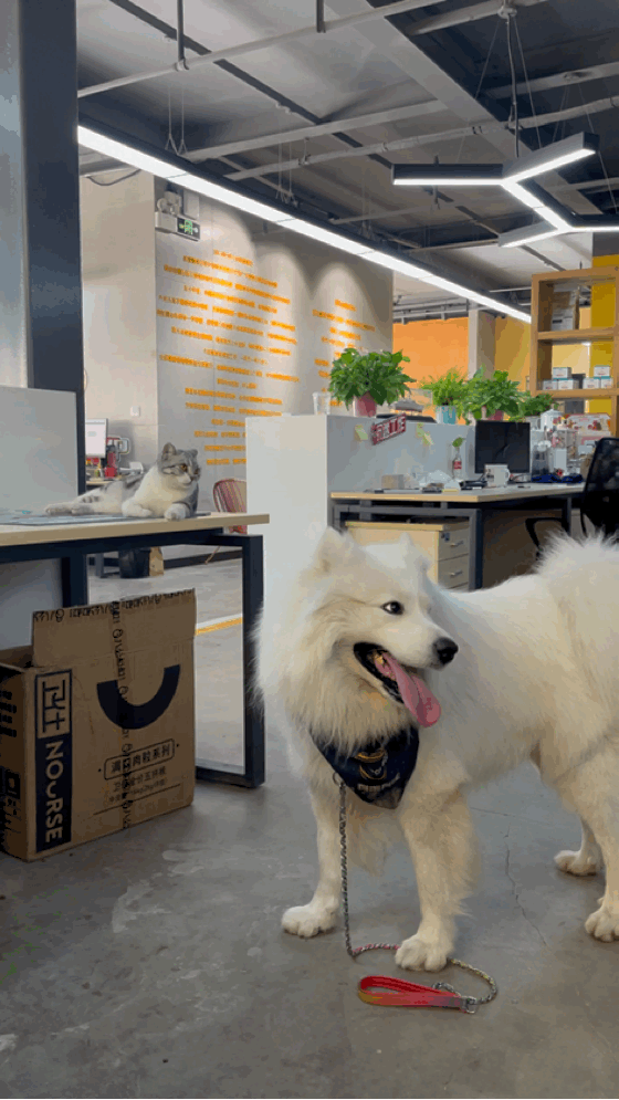 我家小貓最近不拉粑粑，一吃就吐，咋辦？？| 熱門問診白皮書