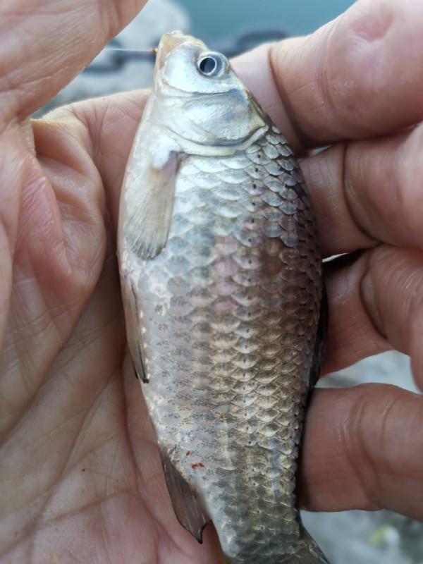 靈活多變才是漁獲的關鍵，大師的制勝法寶得好好學