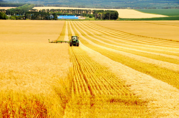 國內主要糧油品牌,僅中糧福臨門是國產,金龍魚在國內藏了33年 國內主要糧油品牌,僅中糧福臨門是國產,金龍魚在國內藏了33年