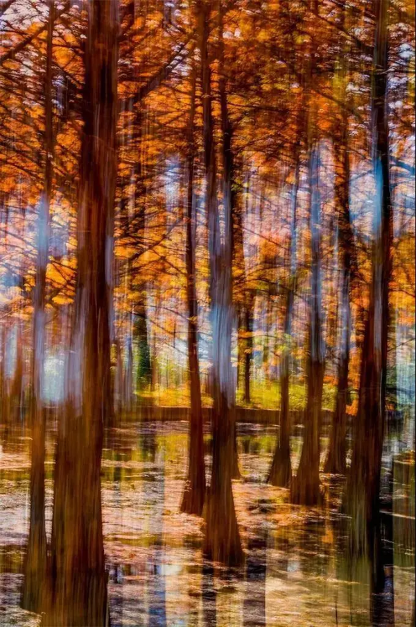 魔都醉美紅杉林，冬日大片必打卡