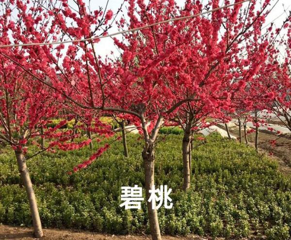 知識分享 &vert; 榆葉梅、美人梅、碧桃不是一種花，別再傻傻分不清