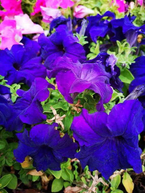 花壇皇后矮牽牛，五彩斑斕飲露秋