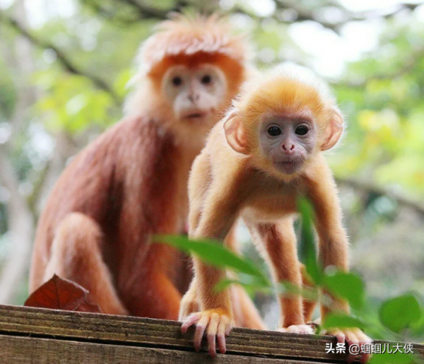 27種動物照片大集合,出生不久的小刺蝟長成這樣,大自然真神奇 27種動物照片大集合,出生不久的小刺蝟長成這樣,大自然真神奇