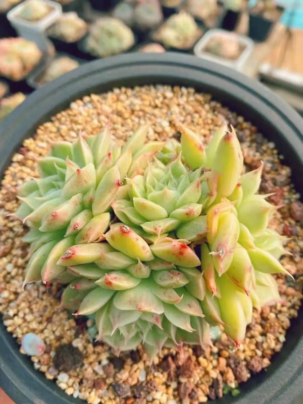 感謝遇見——在彼此的生命裡丰姿綻放