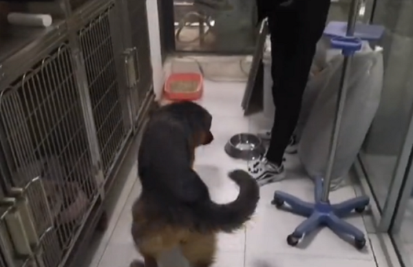 陝西:600塊,去狗肉館的德牧獲救,可嘆忠誠狗狗,還想討好主人 陝西:600塊,去狗肉館的德牧獲救,可嘆忠誠狗狗,還想討好主人