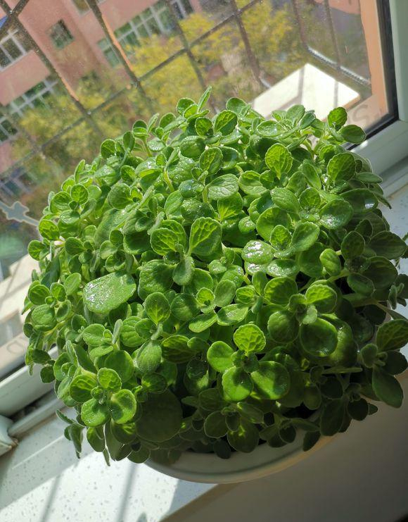 人養花,花亦養人!10種小盆栽,晚上不爭氧,適合養臥室 人養花,花亦養人!10種小盆栽,晚上不爭氧,適合養臥室