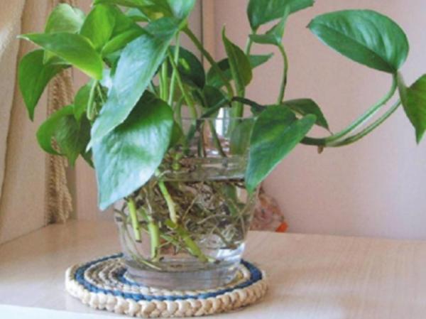秋涼該怎麼處理土培的綠蘿？幹好3件事，一盆變多盆，鬱鬱蔥蔥