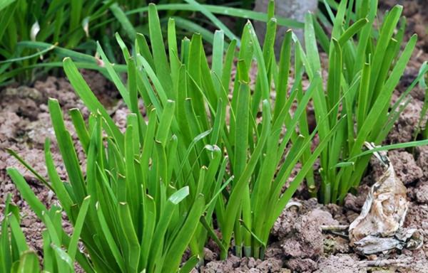 在陽臺種9種蔬菜，長得快，產量高，吃完一茬很快又長一茬