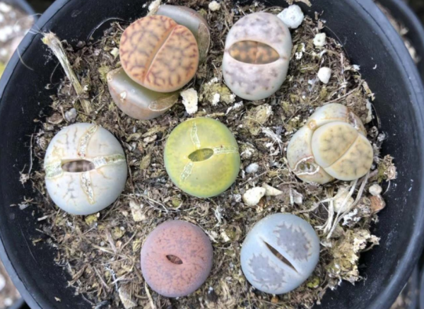 養蛻皮中的石生花,做好這4件事,才是名副其實的“富貴玉” 養蛻皮中的石生花,做好這4件事,才是名副其實的“富貴玉”