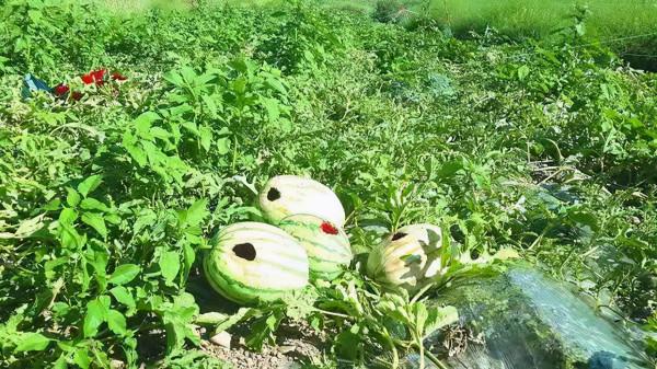 喜鵲變兇禽了？鵲擊長空鬥金雕，圈養麻雀似牛羊，落地抓魚捕鼠兔
