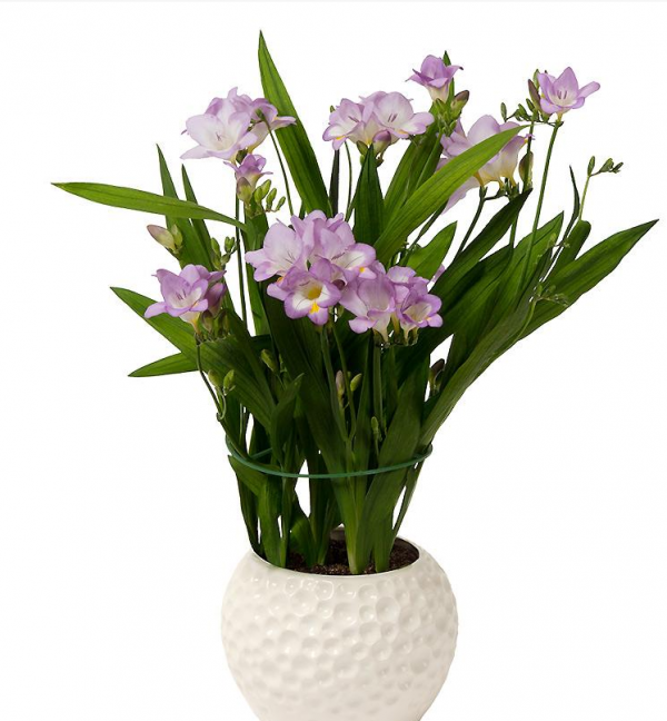 自帶“仙氣”的4種花，過年養在家，親朋好友都要誇