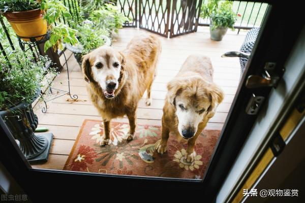 狗一般放在院子哪個位置，哪些狗適合養在院子裡