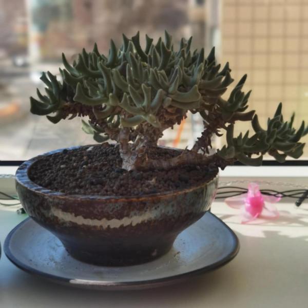 曬曬家裡的小綠植