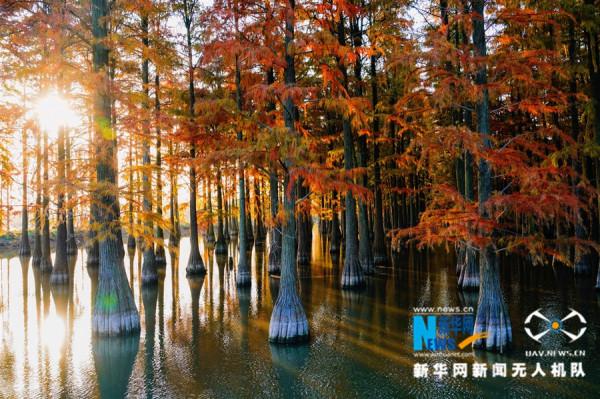 新華網鏡頭下的武漢漲渡湖溼地：初冬紅葉美，候鳥翩翩飛