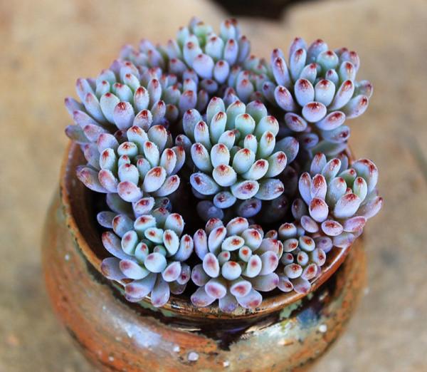 100種常見多肉圖鑑，比花還美，你認識幾種？