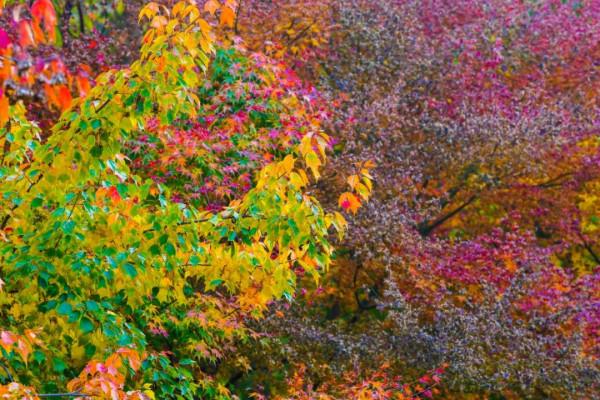 抓住深秋的尾巴 快來接收這座古城的秋日來“信” 抓住深秋的尾巴 快來接收這座古城的秋日來“信”
