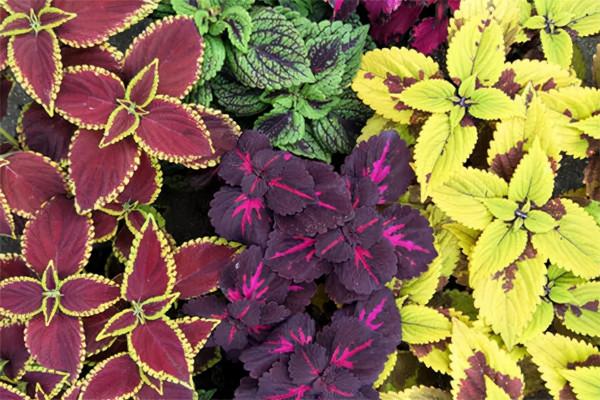 花園植物小百科 | 你的花園到底適合種什麼植物？對症下藥是關鍵