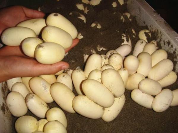 中國第一蛇村！浙江湖州村民飼養300萬條蛇，難道不怕被蛇咬嗎？