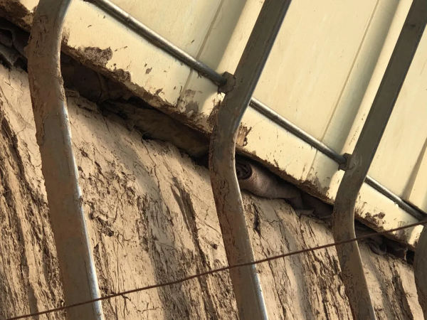 甘肅日光溫室探秘！哪種牆體和骨架最“流行”？哪種造價最划算？