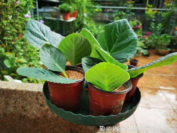 “人間富貴花”大巖桐，大半年都在開花，摘片葉子撒土裡就生根