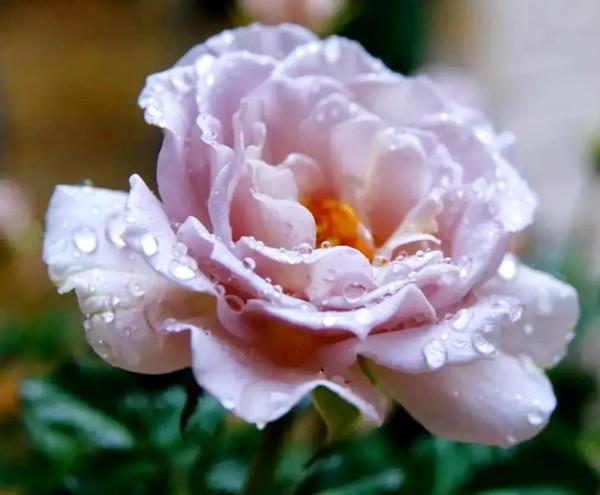 有福同享,有肉你長 有福同享,有肉你長