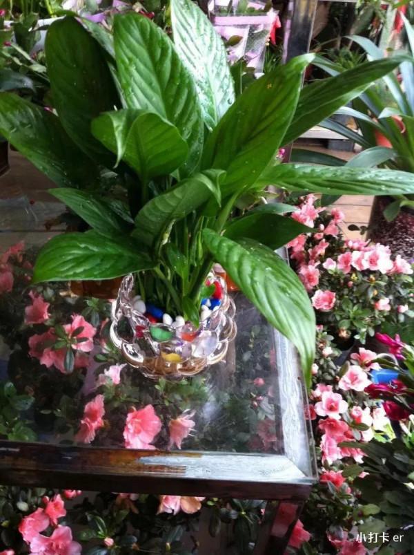 365天創意寫作第九十二天