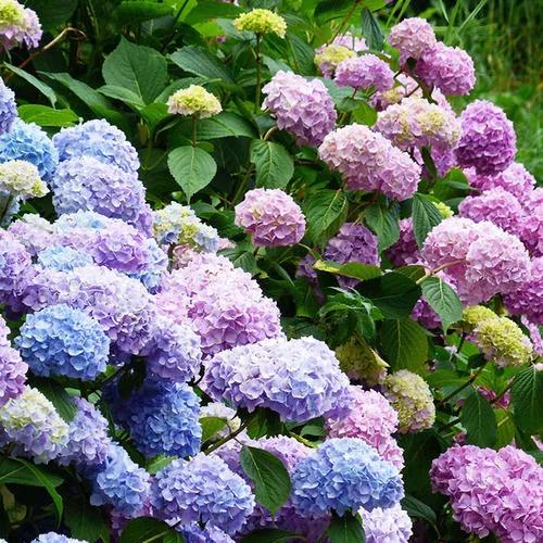 《&OpenCurlyQuote;秀球花的花開花落》