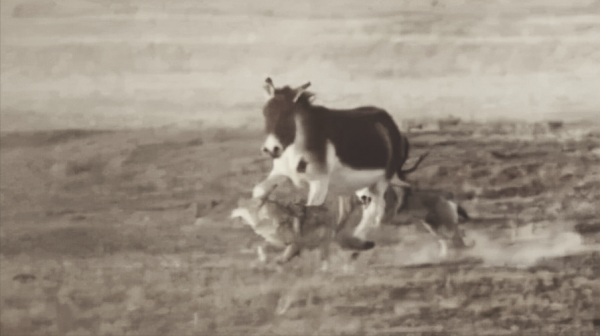 民間老故事：獵狼犬巴猛的故事