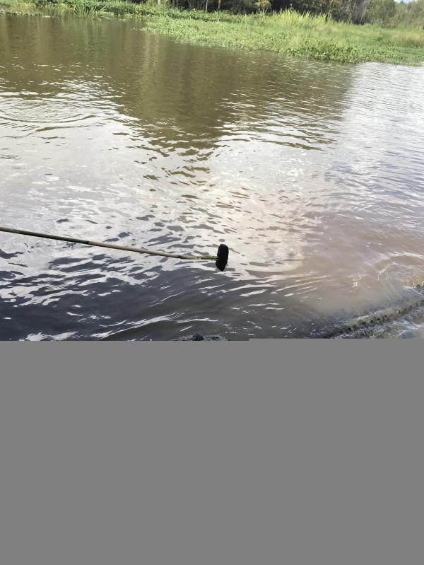 新奧爾良：看鱷魚，吃鱷魚