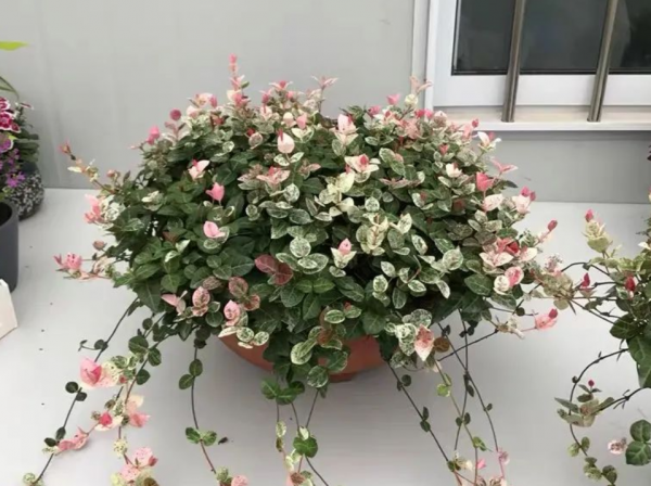 抓住這4點要求，花葉絡石春秋時節粉嘟嘟，冬日紅彤彤，美極了