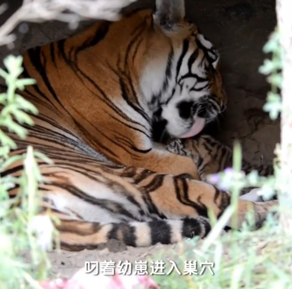 野生動物專家劉丹野化訓練東北虎，訓練虎崽，讓東北虎重返山林