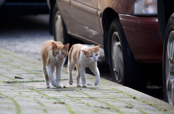 「專訪」朱天心：流浪動物對我無益就不該存活？單一價值令人膽寒