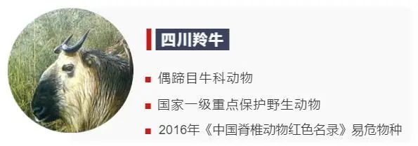 動物們的溫情瞬間,你被哪個所打動? 動物們的溫情瞬間,你被哪個所打動?