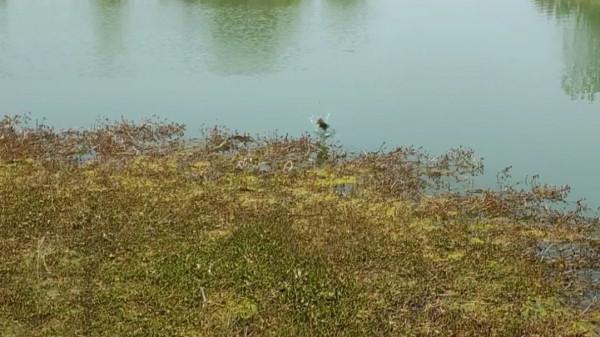 釣魚釣草窩！草窩分三種：金窩、銀窩和狗窩