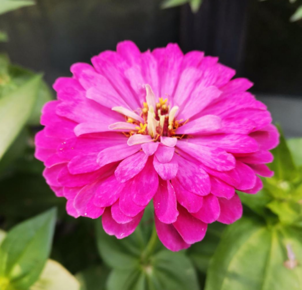 四季都能開花的植物,家裡養一盆,一年四季有花看 四季都能開花的植物,家裡養一盆,一年四季有花看