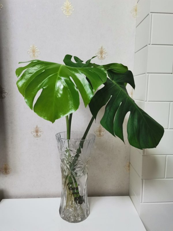 適合“賤養”的4種花，養在客廳還能鎮宅，越不管長得越壯