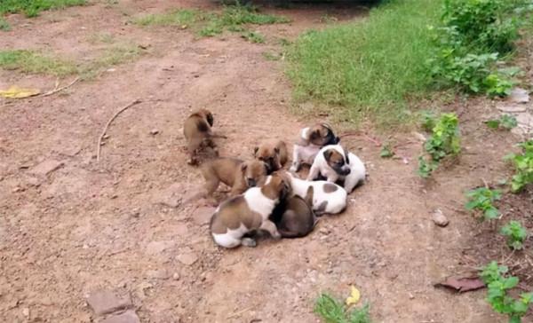 狗狗一家被裝在麻袋丟棄，狗媽盡力護著8只幼崽：別怕，有我在呢