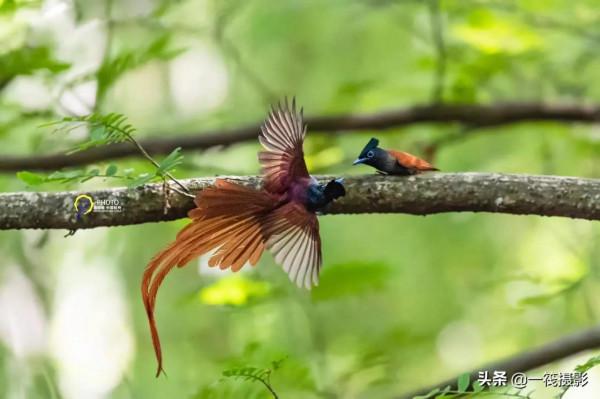 鳥兒美成雙。杭州翁劍敏/攝影 鳥兒美成雙。杭州翁劍敏/攝影