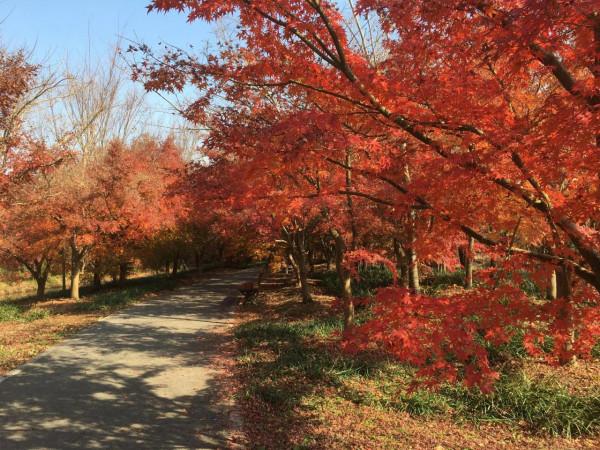 金山花開海上秋景園值得去嗎? 金山花開海上秋景園值得去嗎?