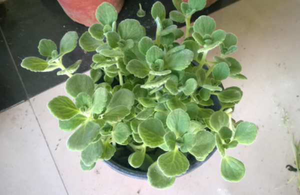 家庭養花場地小，不如就盆栽這4種，香味好聞，很容易養好