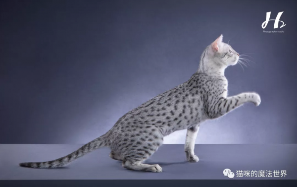 貓咪品種大盤點17：埃及貓