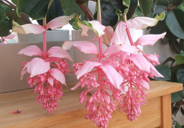 3年前寶蓮花又被稱為“貴婦花”，價格高、顏好，如今1盆不過百