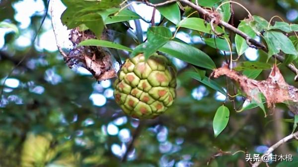 帶你一起回味62種南方野果子,它們是物質匱乏年代小朋友的零食 帶你一起回味62種南方野果子,它們是物質匱乏年代小朋友的零食