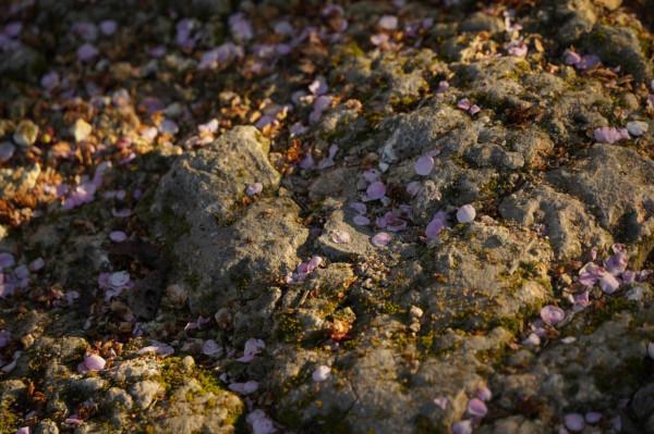 古寺梅花開，花期正當時