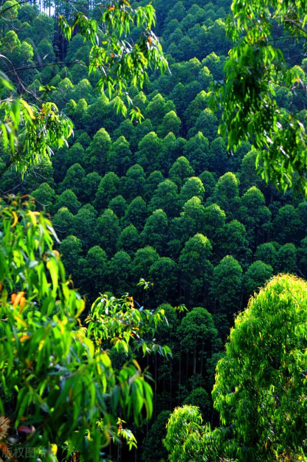 遍地桉樹惹爭議，廣西為何不“換掉桉樹”？