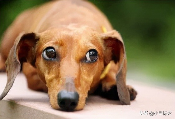 當汪星人遇到強迫症