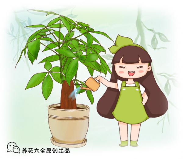 發財樹水培總是死,學會這2招,怎麼養都不黃葉 發財樹水培總是死,學會這2招,怎麼養都不黃葉