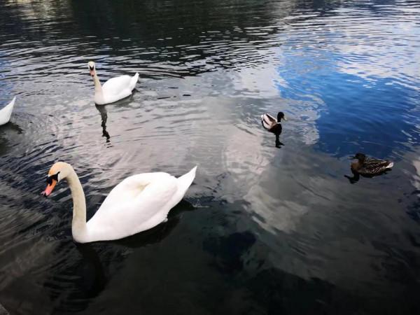 回憶前年5月的捷克、奧地利、匈牙利十五日自由行 回憶前年5月的捷克、奧地利、匈牙利十五日自由行