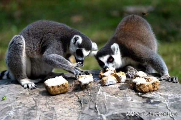 快中秋了，看看動物吃“月餅”過中秋